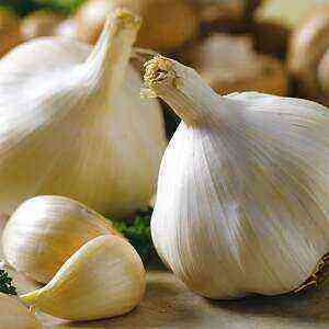 Garlic benefits, benefits and harms of calories