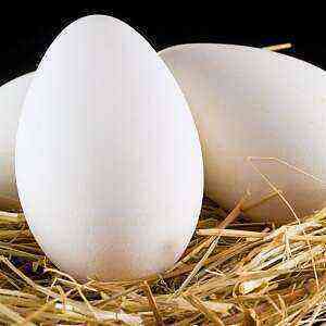 Goose Egg Benefits, Benefits and Harm of Calories