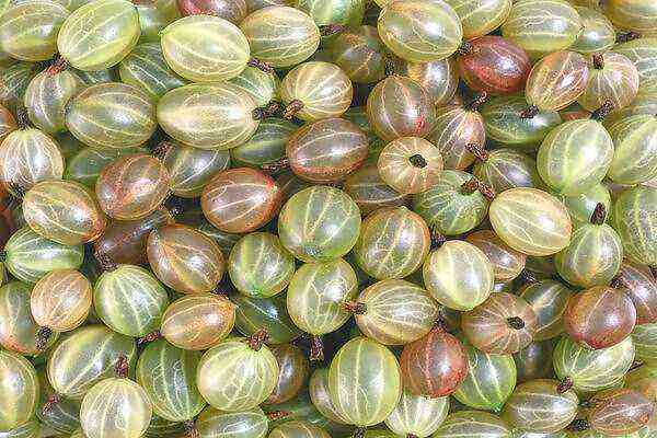 Gooseberry benefits and harms