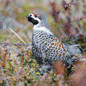 Grouse beneficial properties, benefits and harms of calories