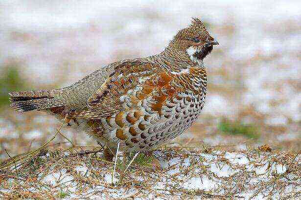 Grouse benefits and harms