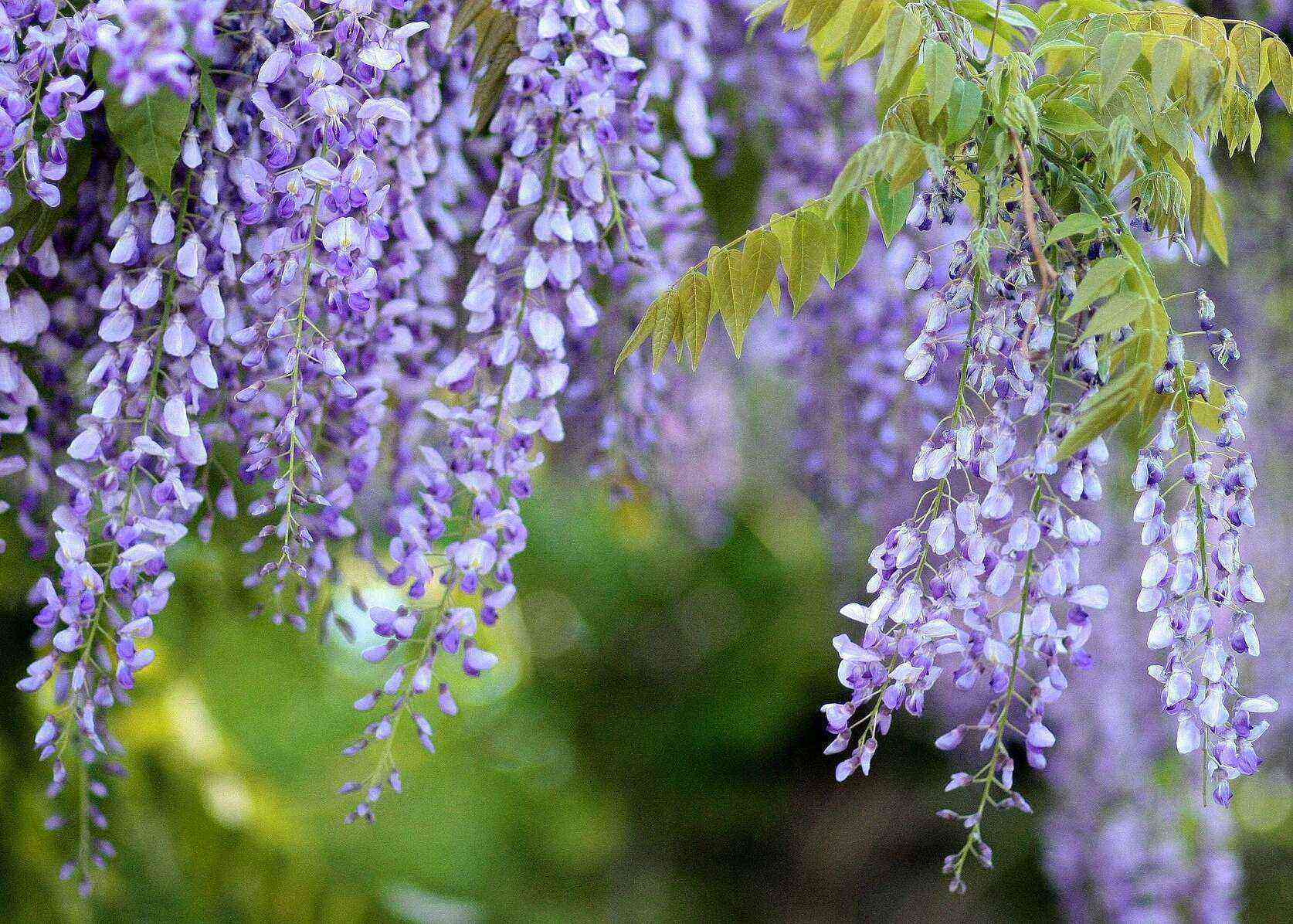 Growing and caring for wisteria (Wisteria sinensis)