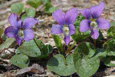 Guide to growing violets in the garden