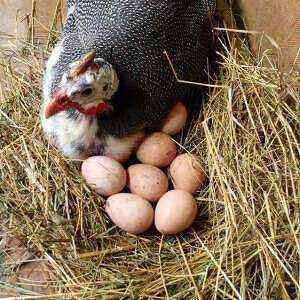 Guinea Fowl Eggs Benefits, Benefits & Harmful Calories