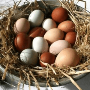 Nutritional characteristics of guinea fowl eggs