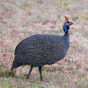 Guinea fowl health benefits, benefits and harms of calories