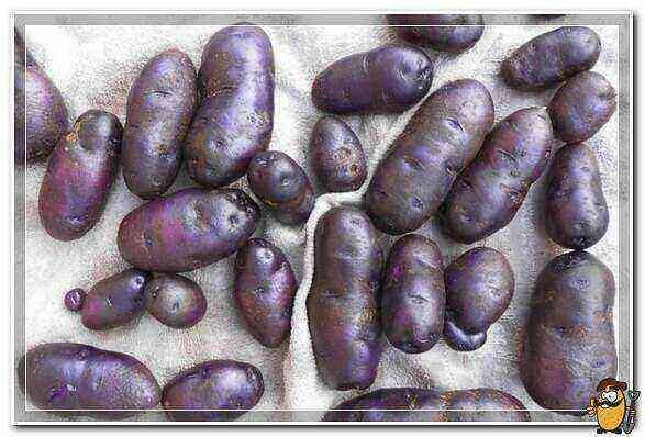 Gypsy potatoes care how to grow