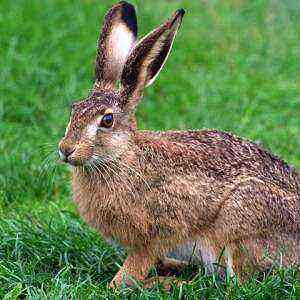 Hare Benefits Benefits and Harm of Calories