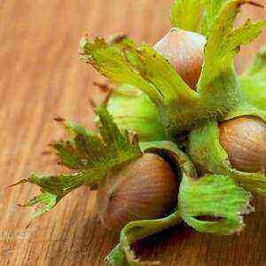 Hazelnut health benefits, benefits and harms of calories