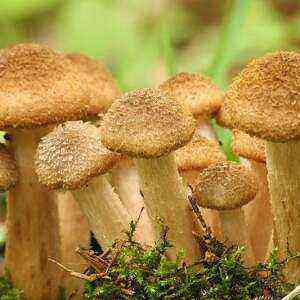 Honey mushrooms health benefits and harms of calories