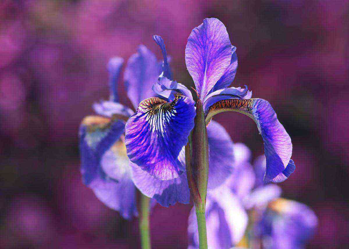 Iris benefit and harm
