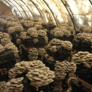 Oyster mushroom growing technology