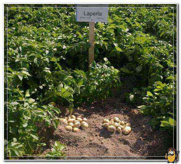 Lapperla Potatoes care how to grow