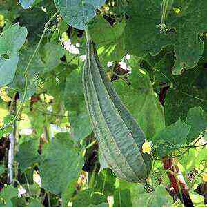 Luffa health benefits, benefits and harms of calories