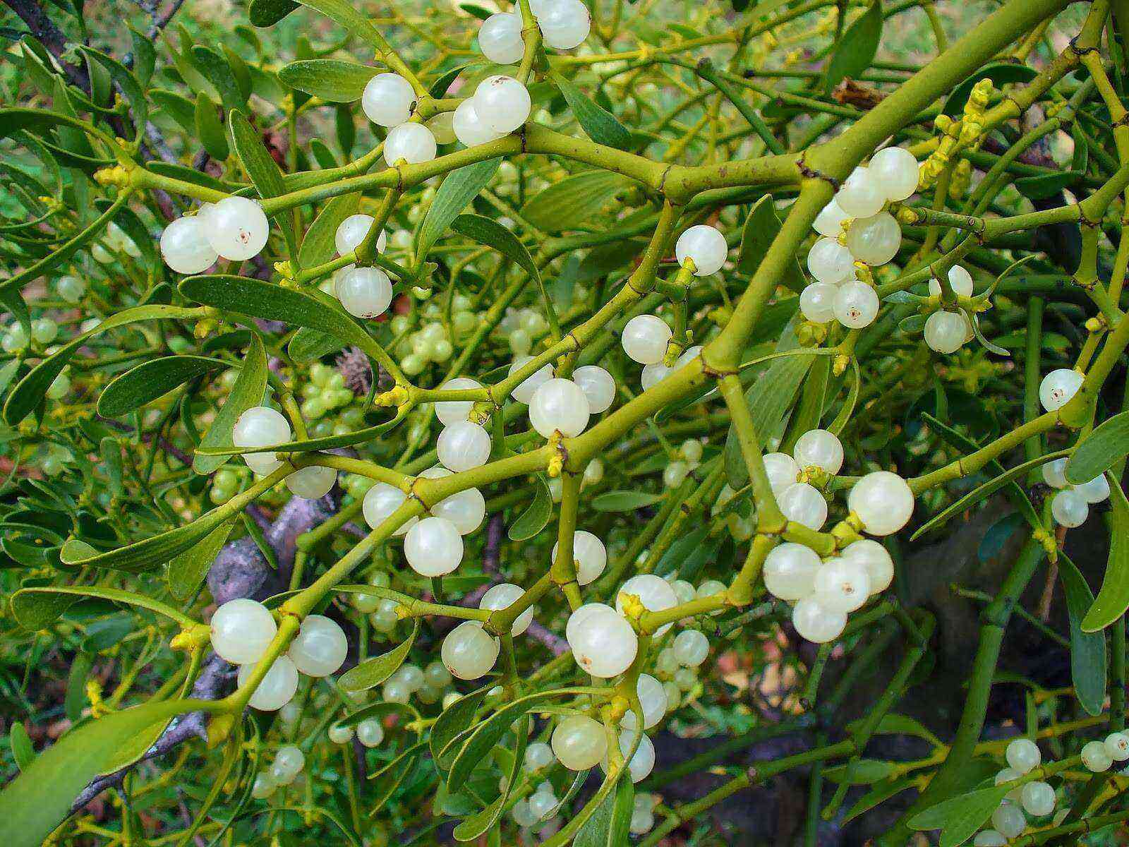 Mistletoe white good and bad
