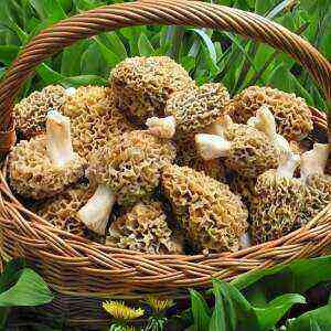 Morels - health benefits and harms of calories