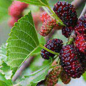 Mulberry Benefits, Benefits and Harm of Calories