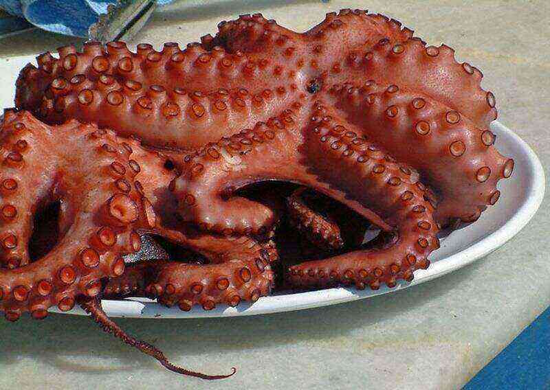 Octopus benefits and harms