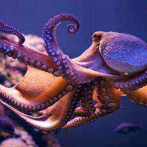 Octopus Benefits, Benefits and Harm of Calories