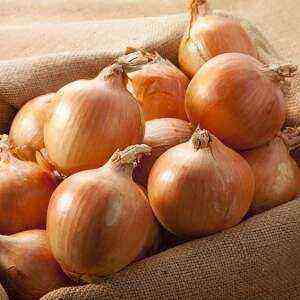 Onions: Benefits, Benefits and Harm of Calories