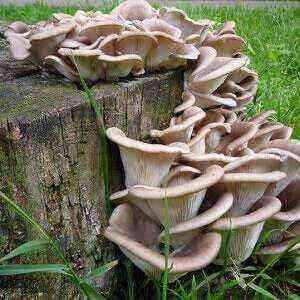 Oyster mushrooms useful properties benefits and harms of calories