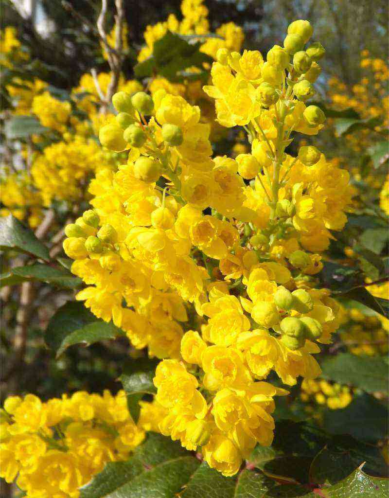 Padonous Mahonia: description, planting and care in the Moscow region