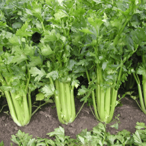 Growing and storing parsnips