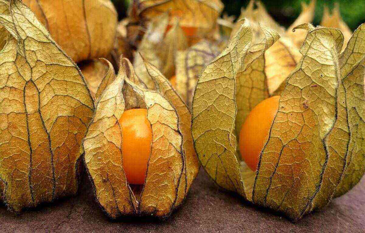 Physalis benefit and harm