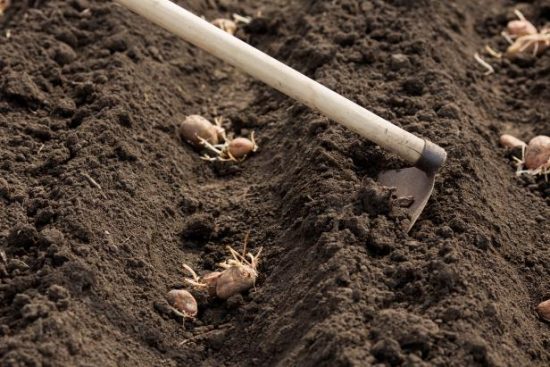 Planting days for potatoes by the moon for 2021 for the Moscow region
