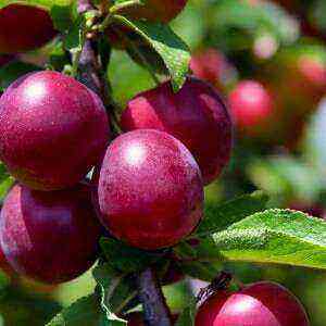 Plum benefits, benefits and harms of calories