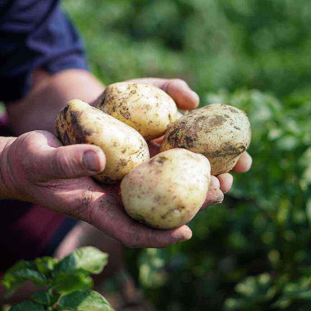 Potato Breeze care how to grow