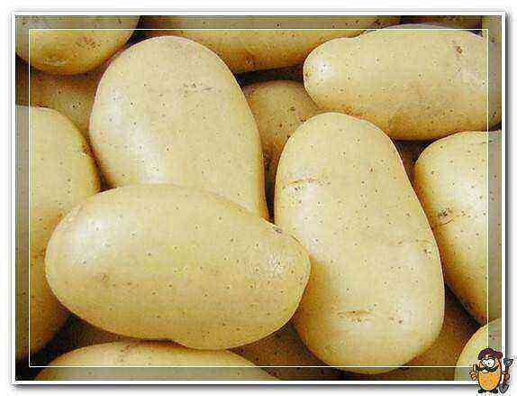 Potatoes Granada care how to grow
