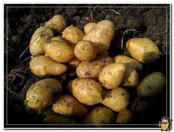 Potatoes Labadia care how to grow