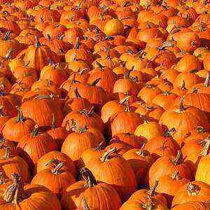 Pumpkin benefits, benefits and harms of calories