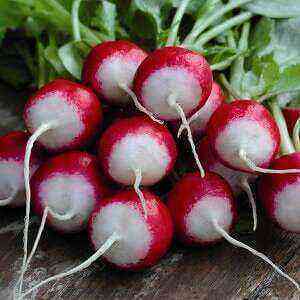 Radishes health benefits, benefits and harms of calories