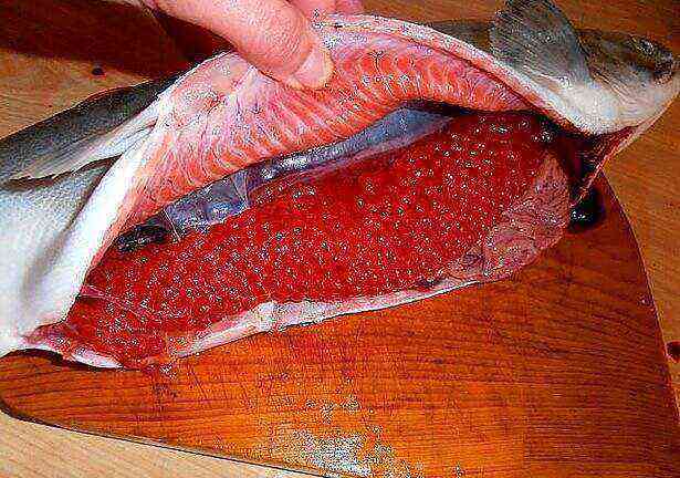Red caviar is obtained from fish of the salmon family