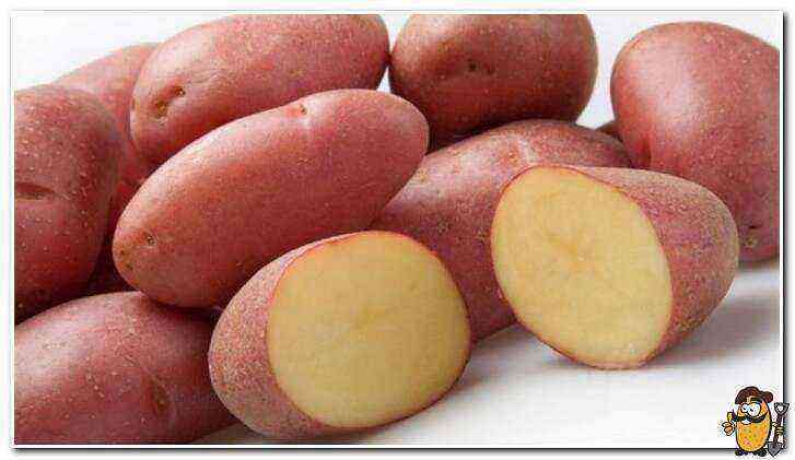 Red Scarlet Potatoes care how to grow