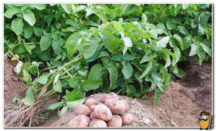 Rocco potatoes care how to grow