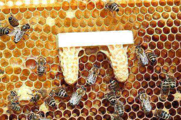 Royal jelly benefits and harms