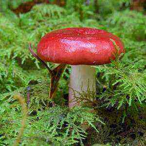 Russula health benefits the benefits and harms of calories