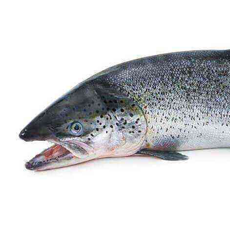 Salmon benefits, benefits and harms of calories