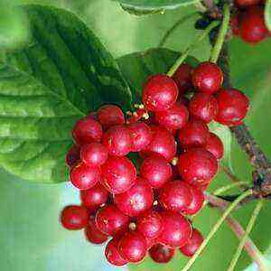Schisandra health benefits, benefits and harms of calories