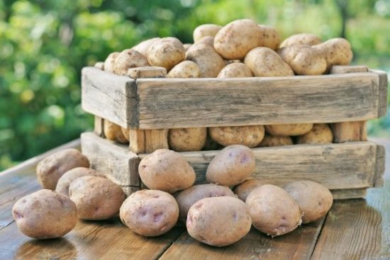 Senication and desiccation of potatoes: how and when to carry out, reviews