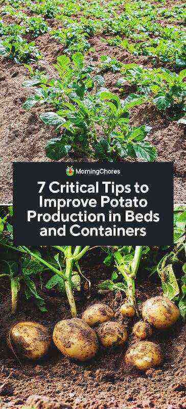 Simple methods to increase the yield of potatoes in a summer cottage or garden