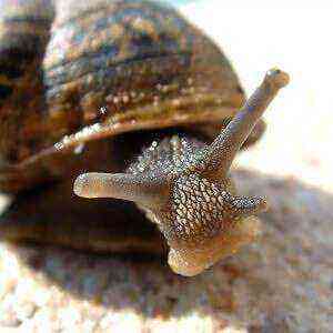 Snail health benefits, benefits and harms of calories
