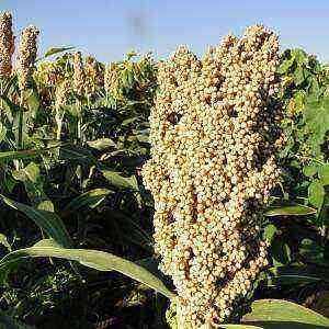 Sorghum health benefits, benefits and harms of calories