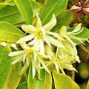 Star anise health benefits, benefits and harms of calories