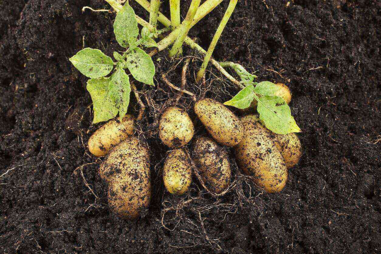 Suitable climatic conditions for growing potatoes