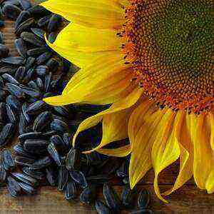 Sunflower seeds health benefits, benefits and harms of calories