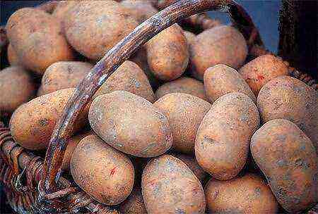 The best potato varieties for central Russia